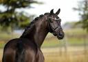 Gelding KWPN Dutch Warmblood For sale 2020 Black