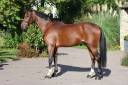 Gelding Selle Fran&ccedil;ais For sale 2019 Bay
