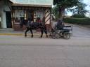 Mare Percheron For sale 2023 Dark Bay