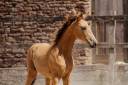 Filly Lusitano For sale 2026 Buckskin