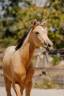 Filly Lusitano For sale 2026 Buckskin