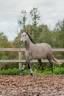 Mare Lusitano For sale 2020 Grey
