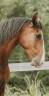 Gelding Lusitano For sale 2022 Bay