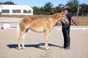 Filly Haflinger For sale 2025 Chesnut