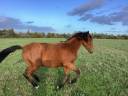 Filly Lusitano For sale 2025 Bay