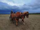 Mare Draft For sale 2023 Chesnut