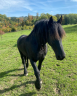 Gelding Friesian For sale 2011 Black