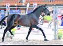 Entire Oldenburg For sale 2024 Black