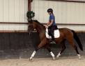 Mare Origin Recorded For sale 2023 Bay