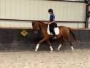 Mare Origin Recorded For sale 2023 Chesnut