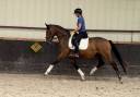 Mare Origin Recorded For sale 2023 Bay