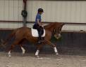 Mare Origin Recorded For sale 2023 Chesnut