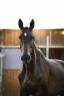 Mare Origin Recorded For sale 2021 Bay