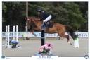 Gelding French Saddle Pony For loan 2022 Chesnut
