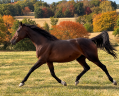 Broodmare English Thoroughbred For sale 2015 Dark Bay