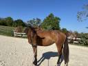 Mare Zangersheide For sale 2023 Bay
