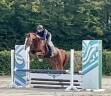Gelding BWP Belgian Warmblood For sale 2019 Chesnut