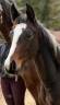 Mare Selle Fran&ccedil;ais For sale 2026 Coloured