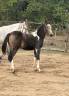 Mare French Saddle Pony For sale 2026 Coloured