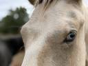 Entire French Saddle Pony For sale 2025 Coloured