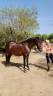 Gelding PRE Pure Spanish Bred For sale 2022 Dark Bay
