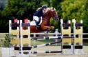 Mare Origin Recorded For sale 2015 Chesnut