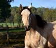 Mare PRE Pure Spanish Bred For sale 2023 Buckskin
