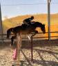 Gelding sBs Belgian Warmblood For sale 2018 Bay