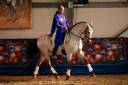 Gelding Lusitano For sale 2017 Buckskin