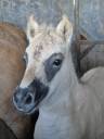 Filly Fjord For sale 2026 Buckskin