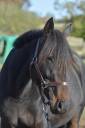 Mare Thoroughbred For sale 2021 Dark Bay
