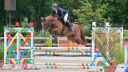 Gelding Selle Fran&ccedil;ais For sale 2020 Chesnut