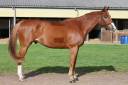 Gelding Selle Fran&ccedil;ais For sale 2017 Chesnut
