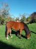 Gelding Pottok  For sale 2020 Bay