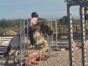 Mare Shetland Pony For sale 2023 Coloured