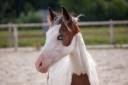 Colt French Saddle Pony For sale 2026 Coloured