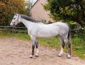 Mare Zangersheide For sale 2020 Grey