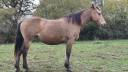 Broodmare Connemara For sale 2008 Buckskin