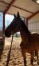 Broodmare Selle Fran&ccedil;ais For sale 2011 Bay