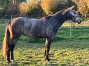 Mare Zangersheide For sale 2023 Grey