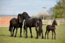 HARAS DU GRAFFARD | Horse breeders > Breeders, Other pony breeds