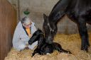 HARAS DU GRAFFARD | Horse breeders > Breeders, Other pony breeds
