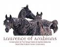 Laurence Of Arabians | Breeding, Horse breeding > Stud farms