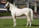 URBAN LEGEND EQUI'REV - Creme 2008 by FENNDI EL KEBIR (CREME)