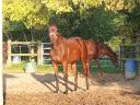 Filly Thoroughbred For sale 2014 Liver chestnut