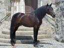 Telguero SBA - PRE Pure Spanish Bred 2007 by ENGANOSO VI