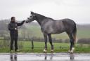 Gelding Selle Français For sale 2012 Grey