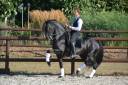 DARK VREDESTICHTER 022 - Friesian Arabian 2007