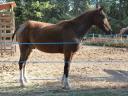 Gelding Curly For sale 2009 Bay