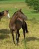 Mare Akhal Teke For sale 2012 Buckskin